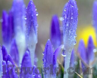 91久久久麻豆-透视网络文化的多样性，91久久久麻豆现象的深层剖析