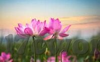 大象传媒视频18勿进2022-守护网络净土，理性看待大象传媒视频与青少年健康成长